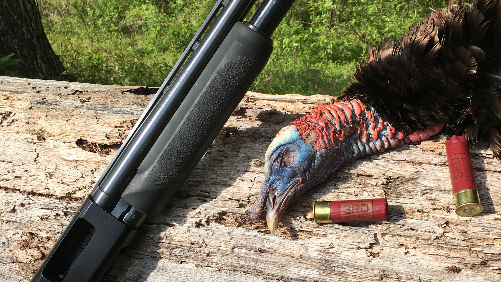 Gobbler with shotgun shells