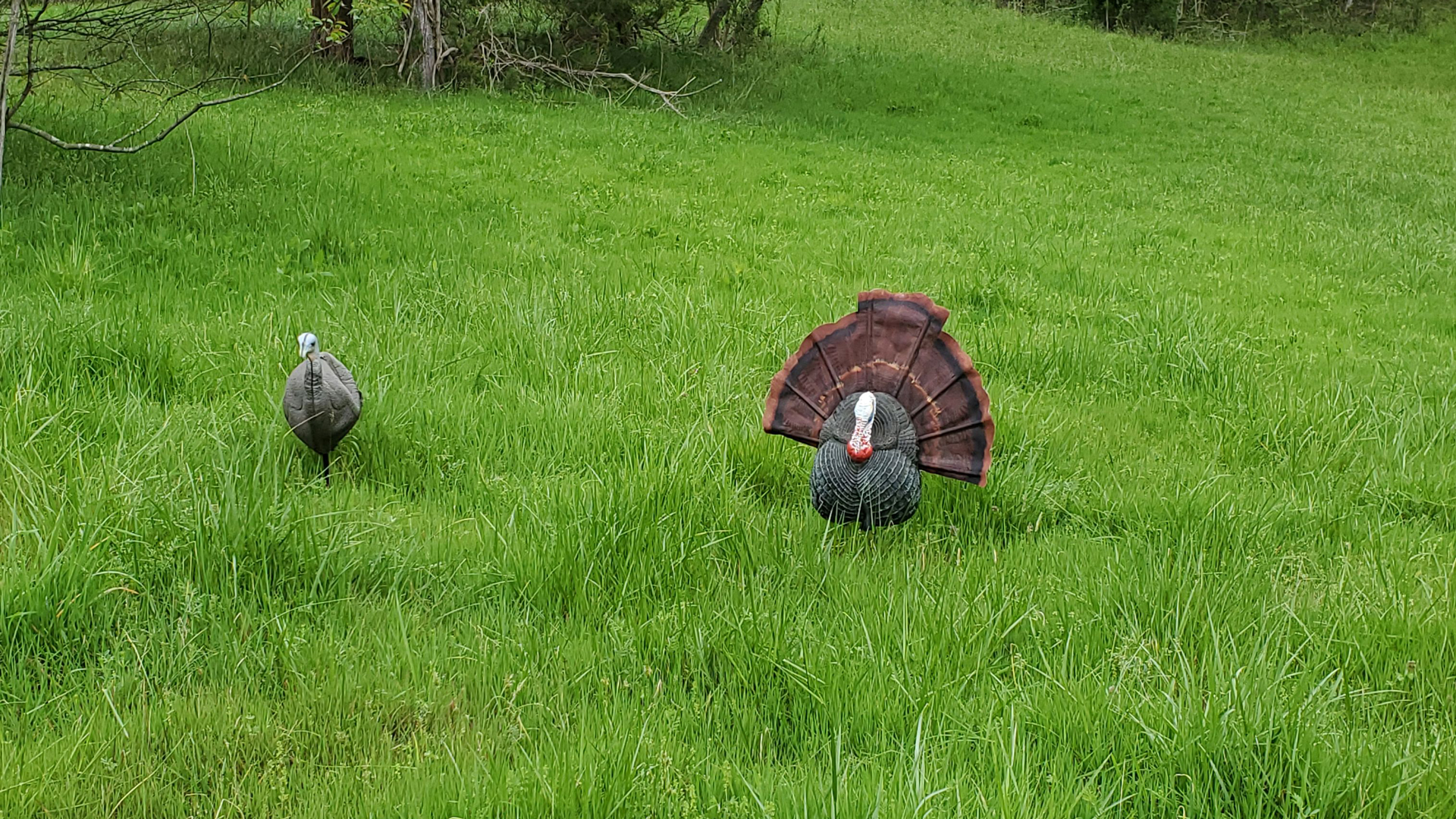 Jake decoy with a hen