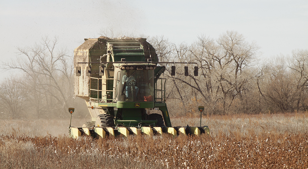 Tractor in wheat field.