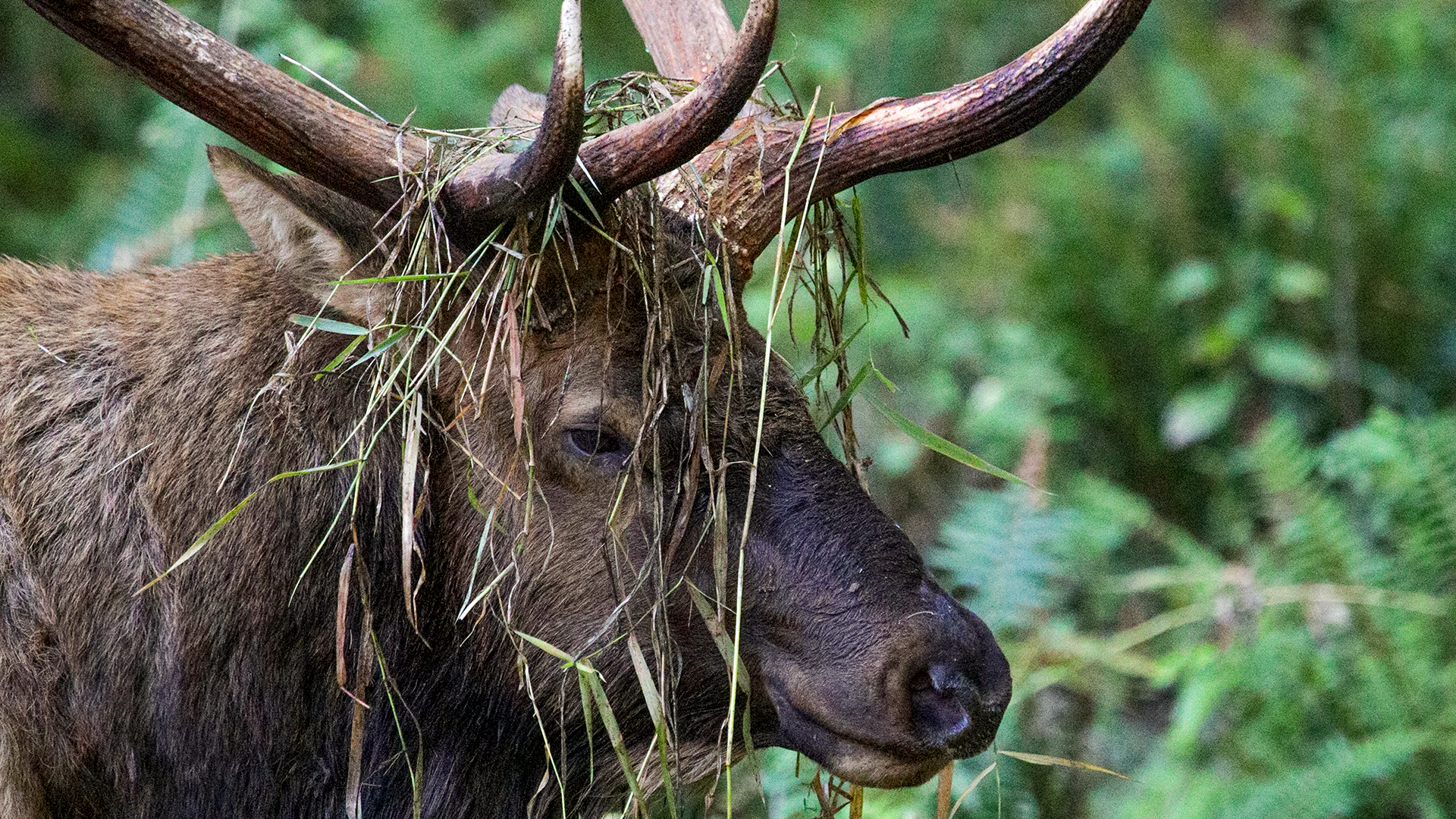 A Bull In The Hand Lead