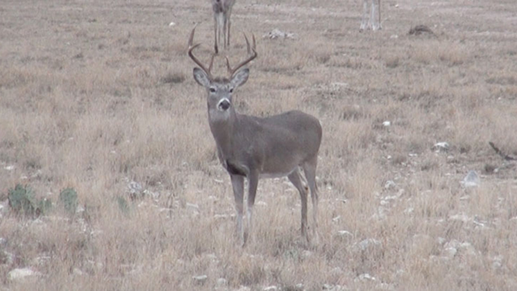 miniter_whitetail_pop.jpg