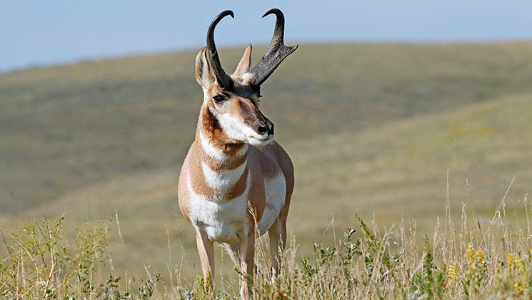 advantage_alberta_pronghorn.jpg