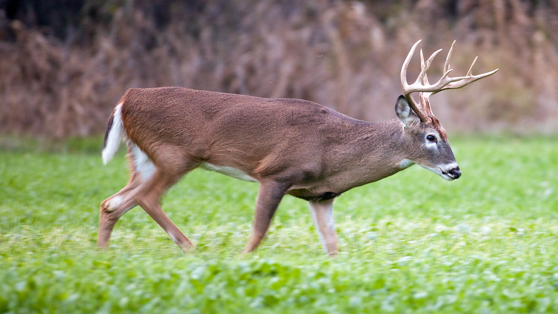 Attract Bucks To Your Property Lead