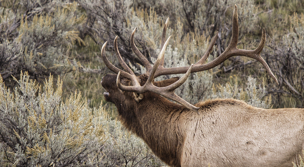 Elk bugling.