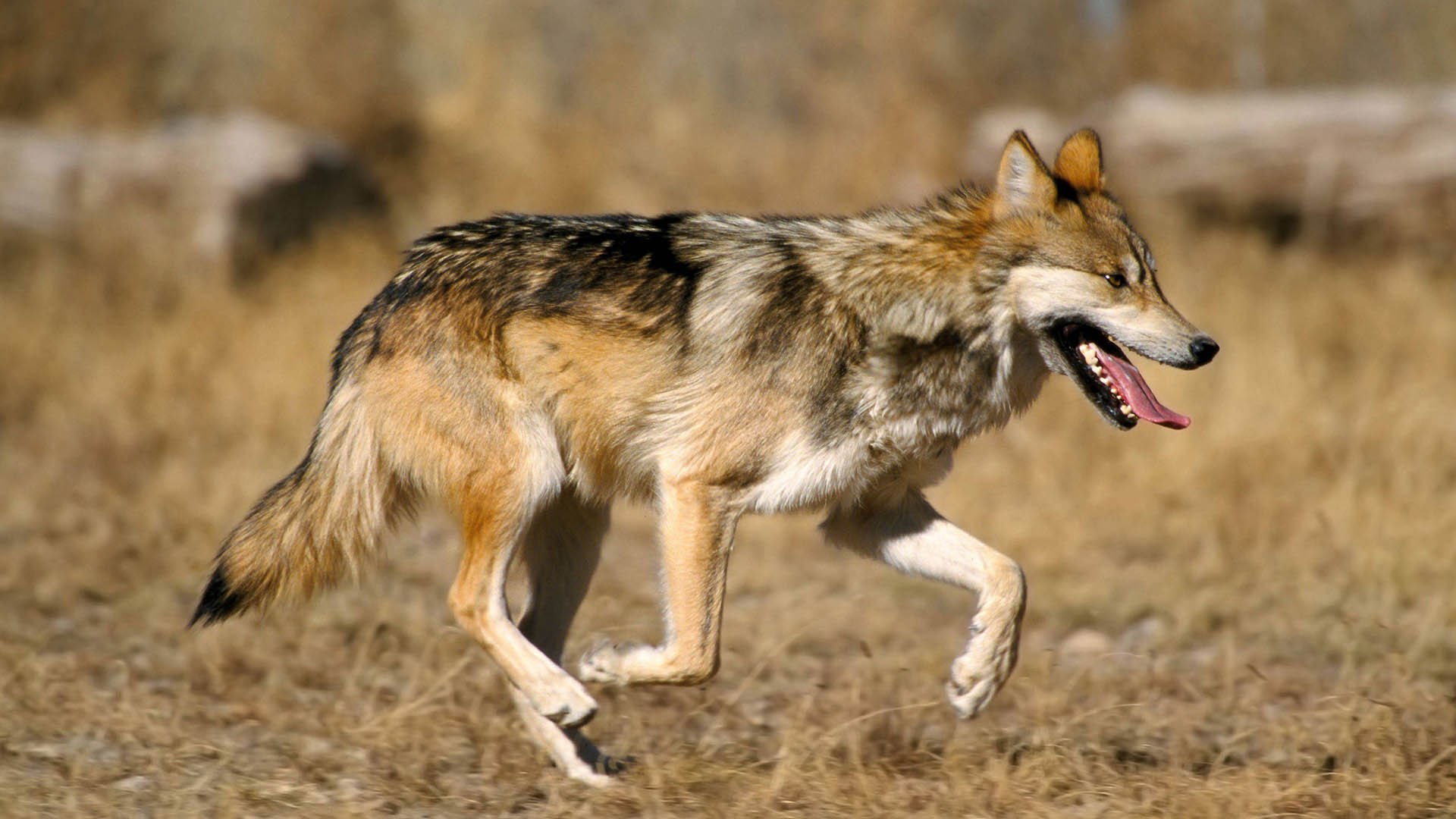 Mexican Wolf Lede