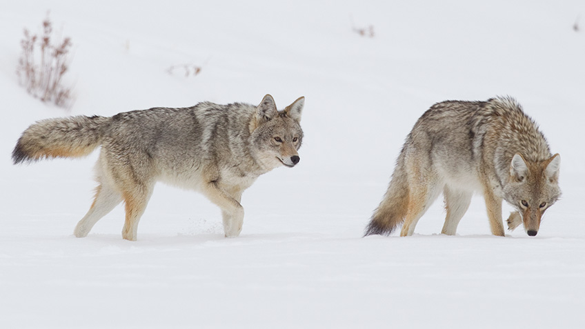 dealingwithmultiplecoyotes_lead.jpg
