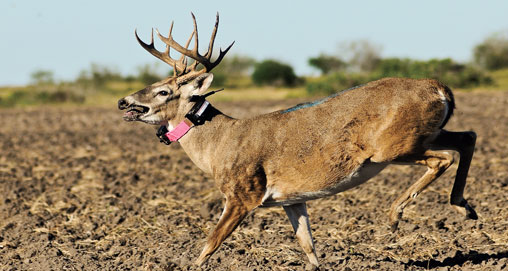 20101129133051-pressured_deer_f.jpg