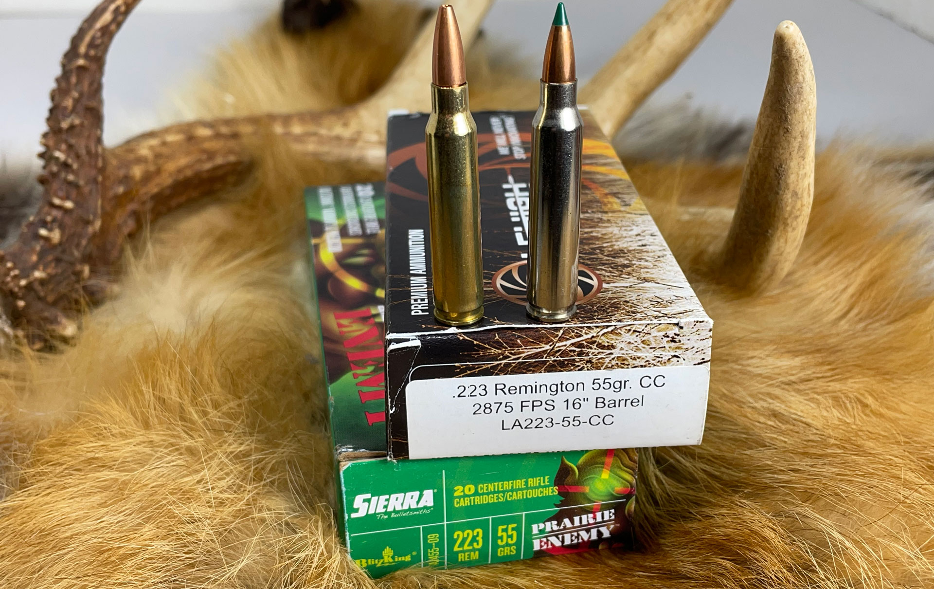 Ammo on antlers and hide
