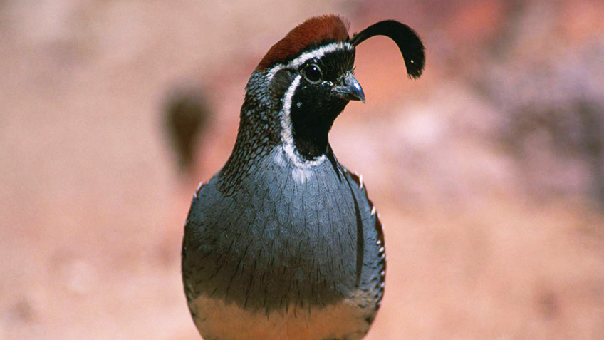 quail_lead.jpg