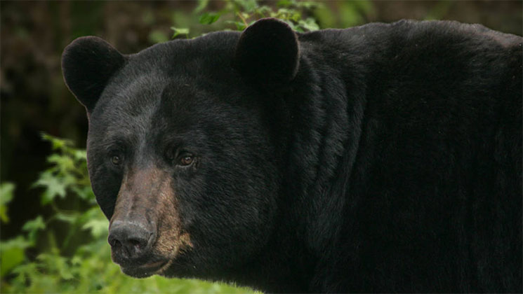 maine_black_bears_f.jpg