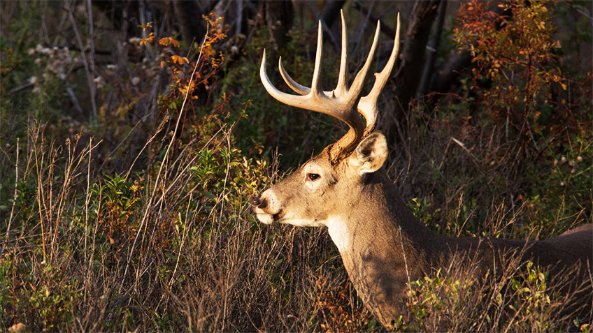 5 Tips for Hunting Deer on Small Acreage | An Official Journal Of The NRA