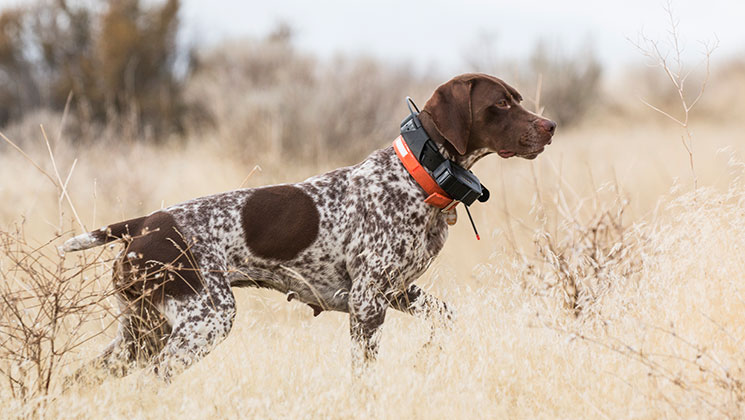 Gps tracking collars store for hunting dogs