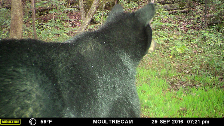 ky_black_bear_spotted_f.jpg