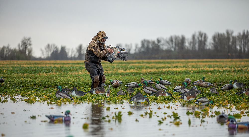 Duck hunter putting out decoy spread in marshy area.