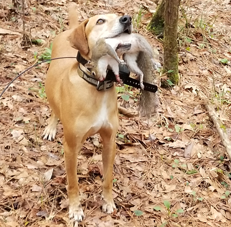 dog with squirrel