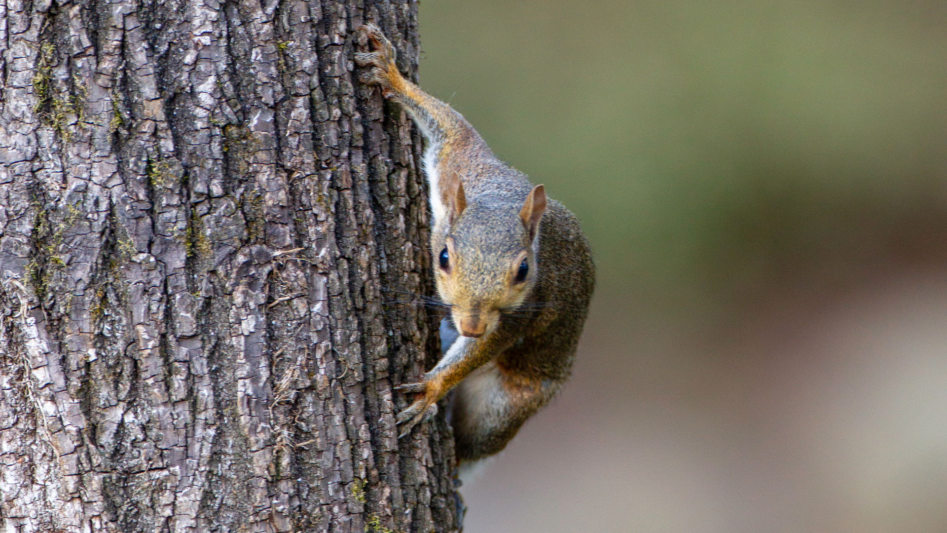 Squirrel On Tree