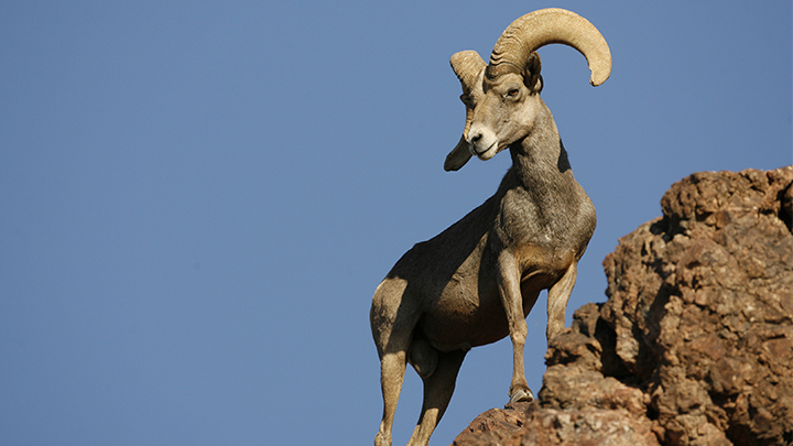 luck-on-lone-star-rams_lead.jpg