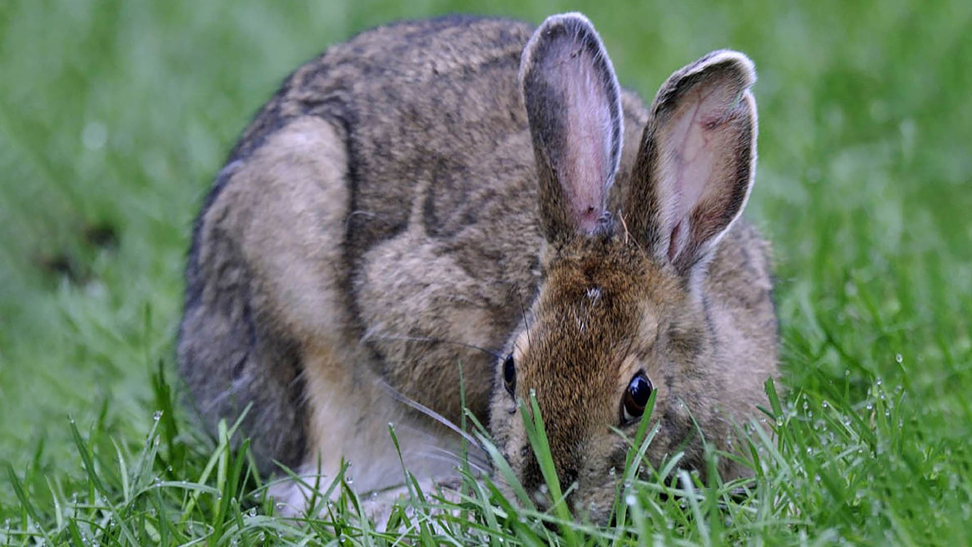 Rabbit Lede