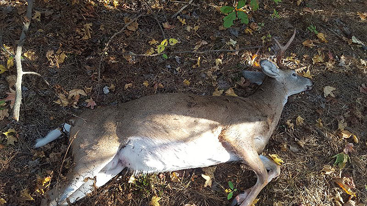maryland_poaching_case_f.jpg