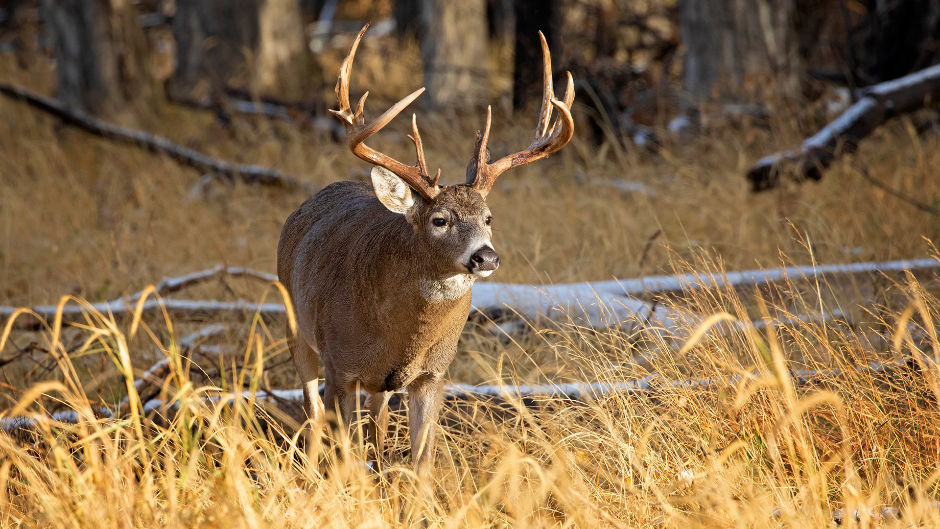 Whitetail Deer Hunting - Hurricane Creek Lodge