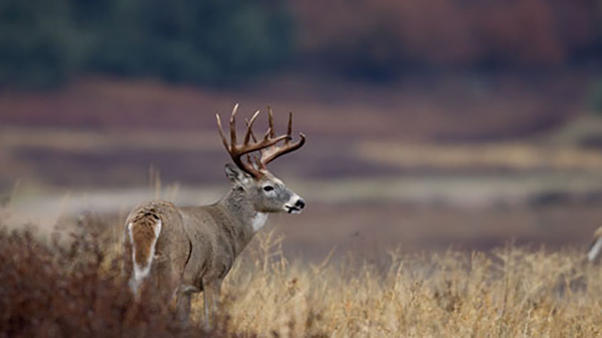 How to Adjust to the Rut’s Phases An Official Journal Of The NRA