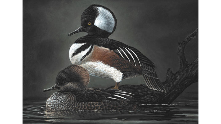 Kansas Youth Wins 2021 National Junior Duck Stamp Art Contest An