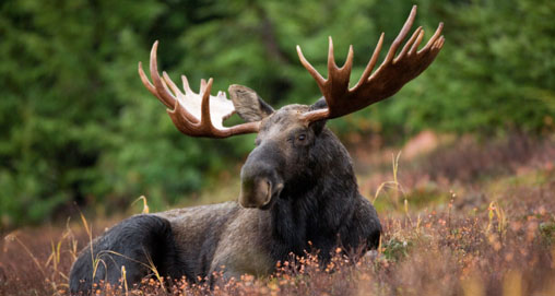 2012927131127-moose_bbq_f.jpg