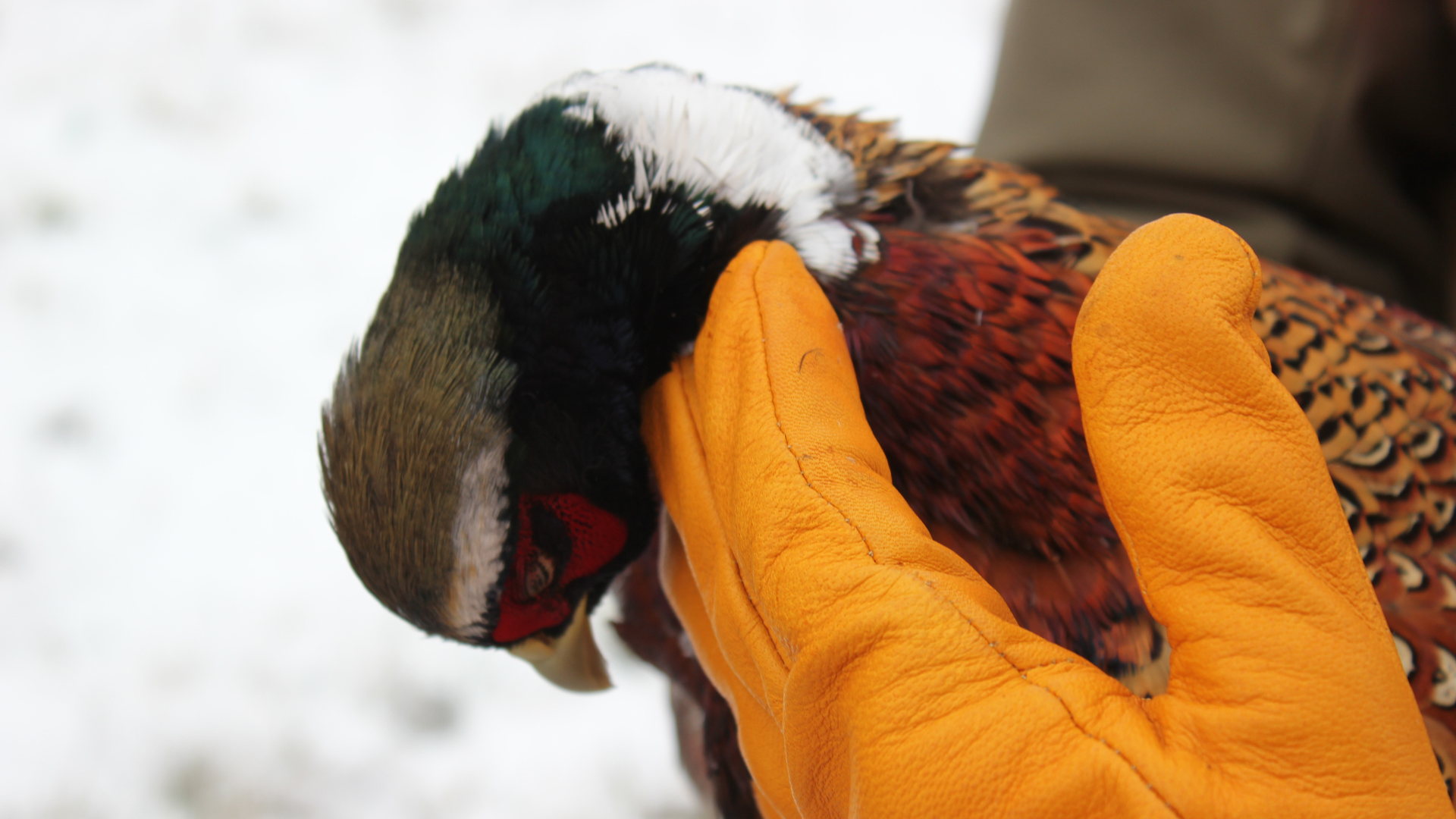 Pheasant in hand