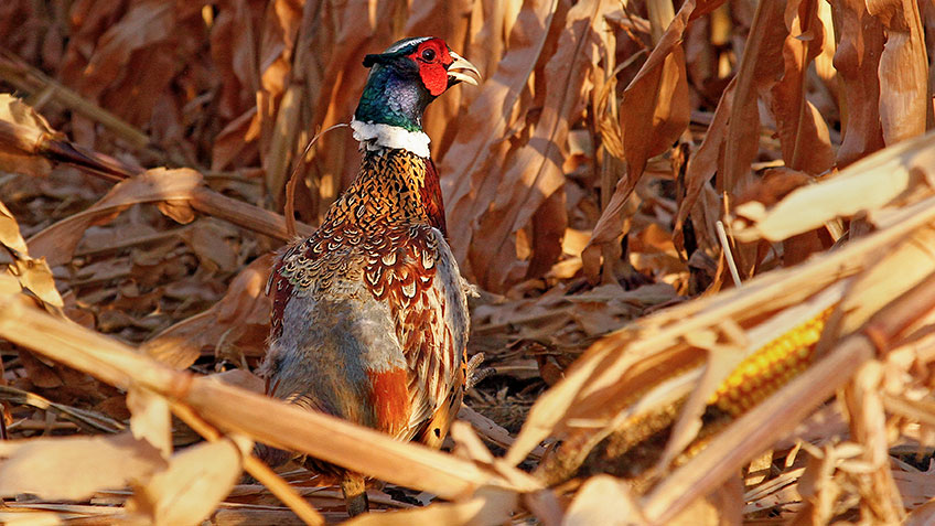South Dakota Pheasant Population Booms Just in Time for 100th Hunting