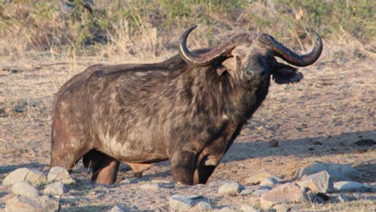 tanzania_williams_f.jpg