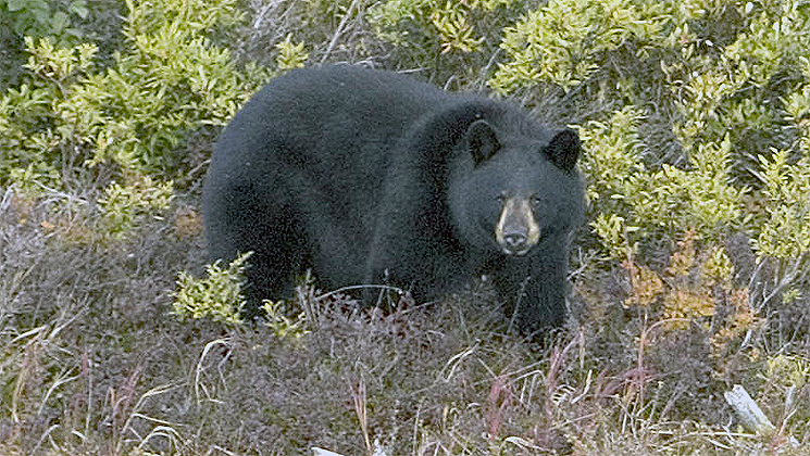 locations_spring_bear_f.jpg