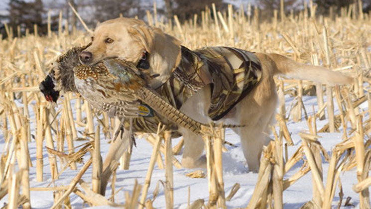 America's Favorite Bird Dogs  An Official Journal Of The NRA