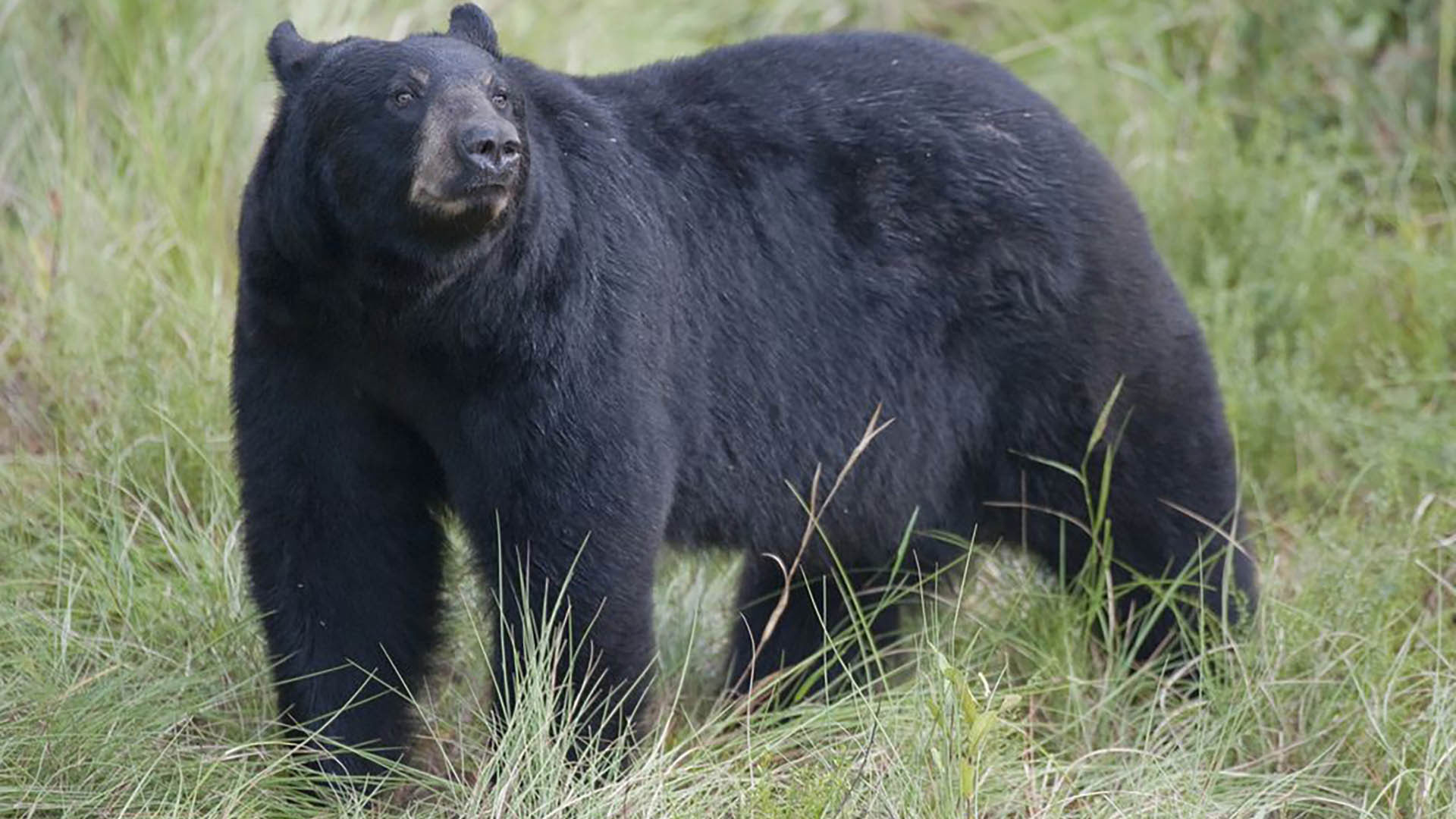 LEDE Group Targets Hunting With Hounds In Arizona