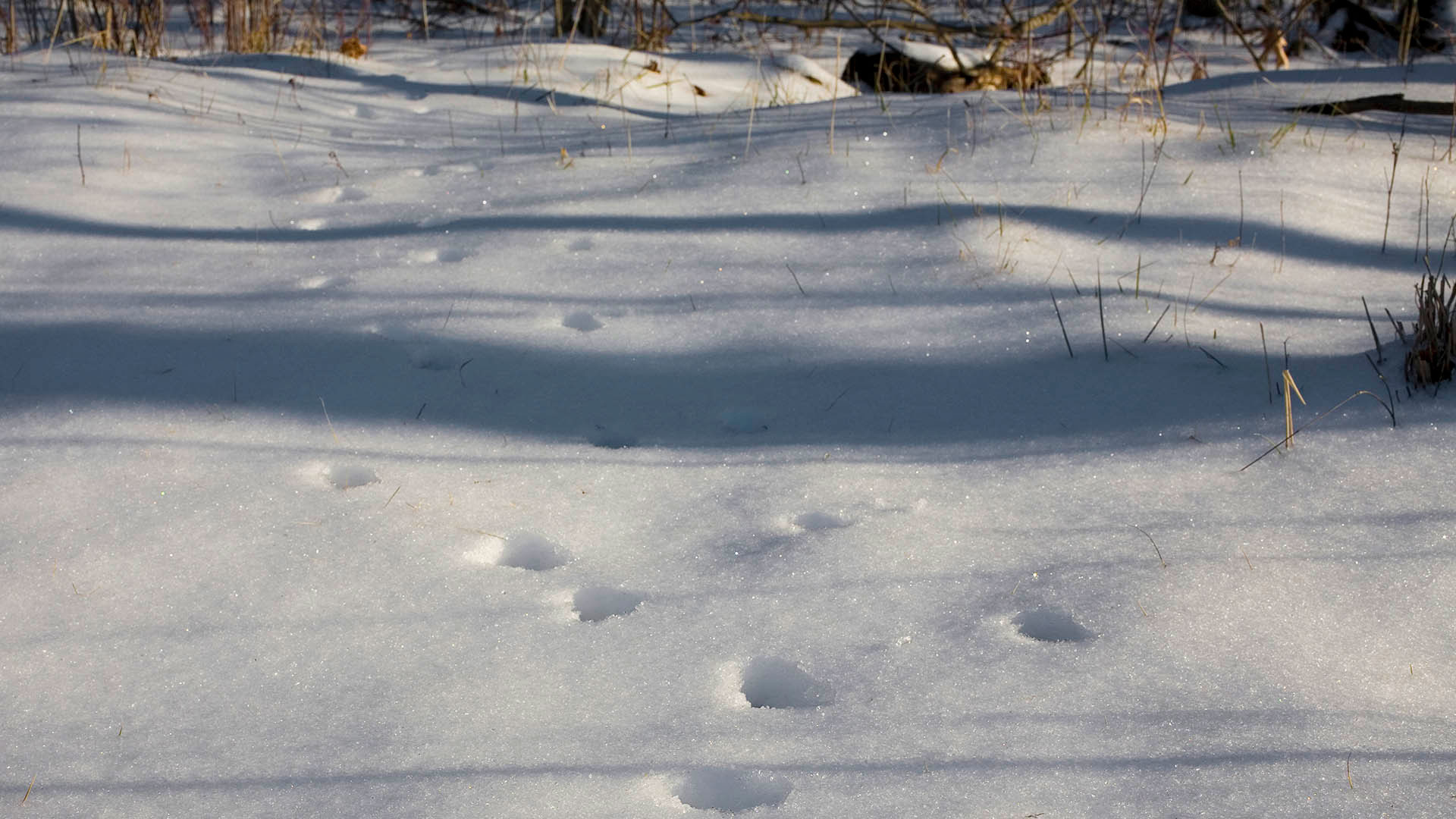 Tracks in the snow