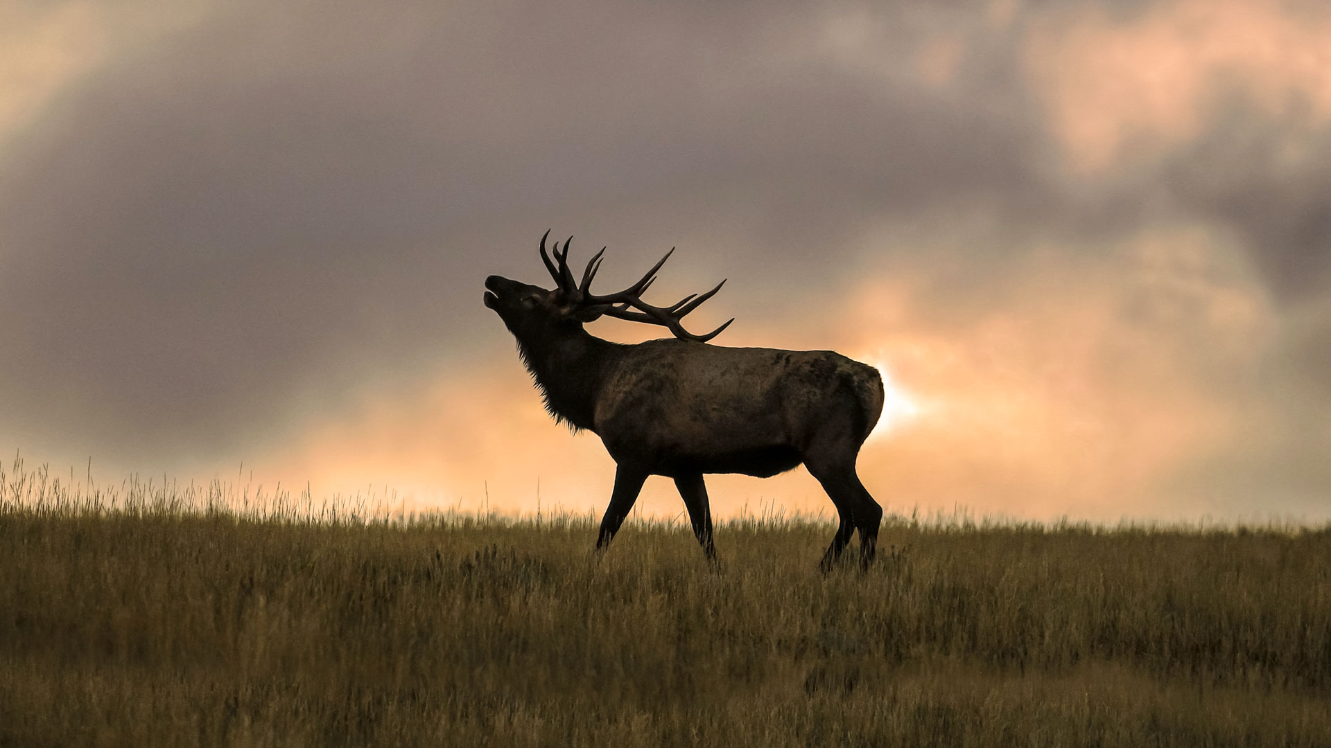Elk Bull At Sunrise