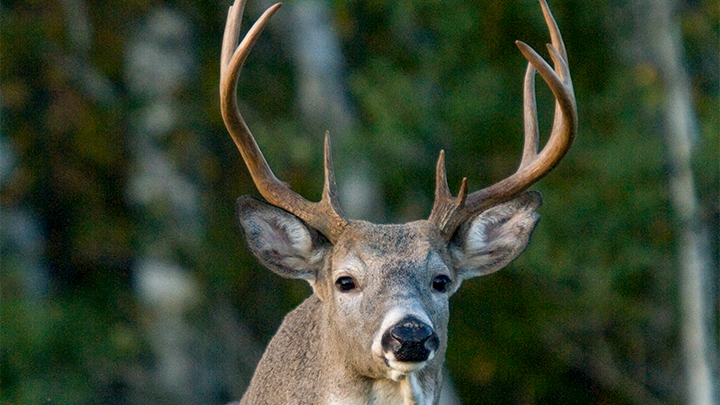 Early-Season Whitetail Plays | An Official Journal Of The NRA