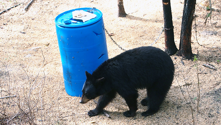 black_bear_id_f.jpg
