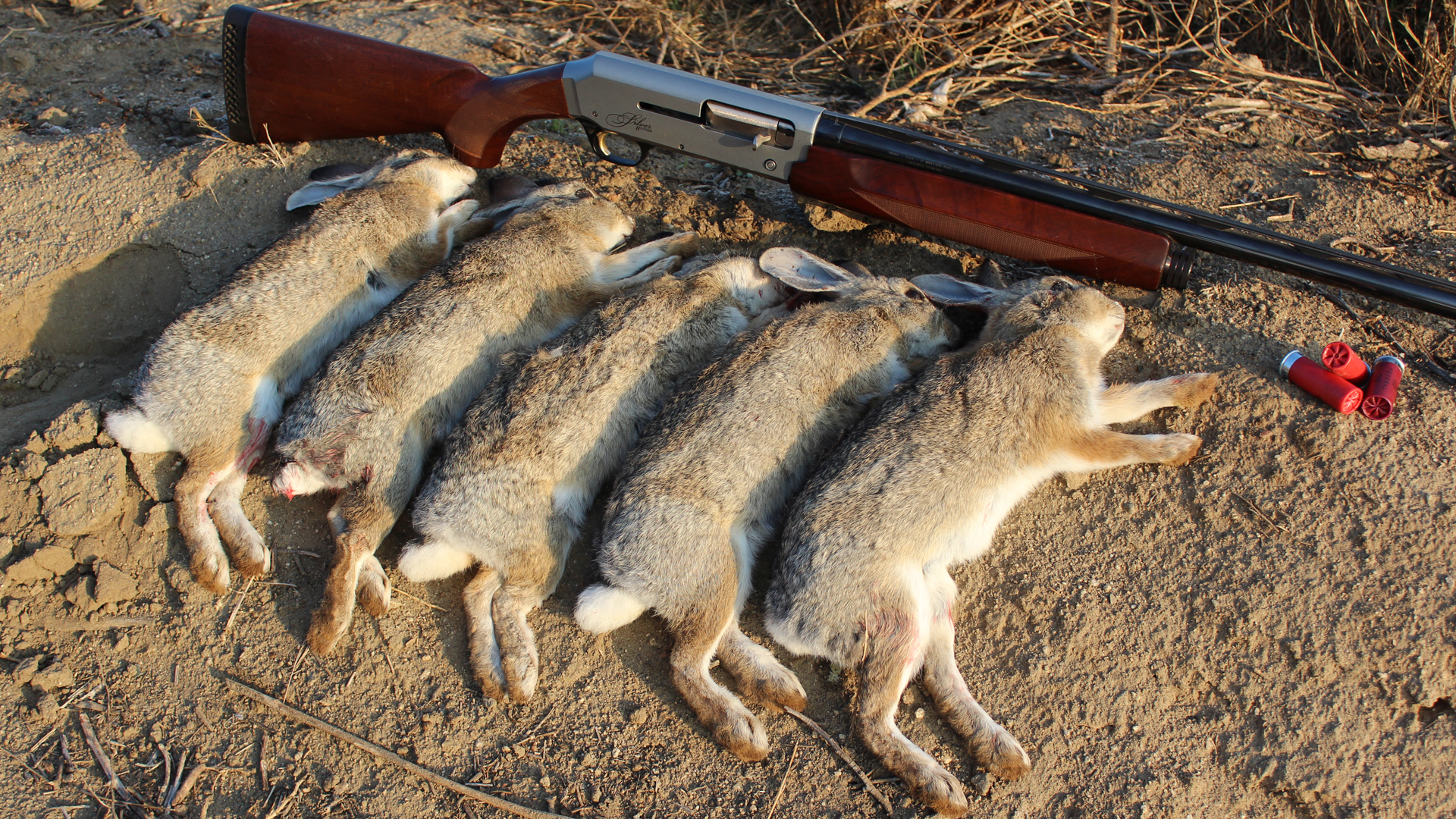A Limit Of Shotgun Rabbits