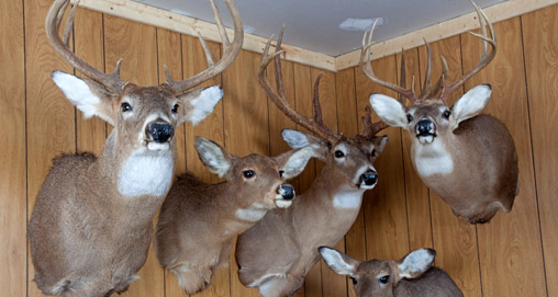 2012816155636-taxidermy_tips_h.jpg