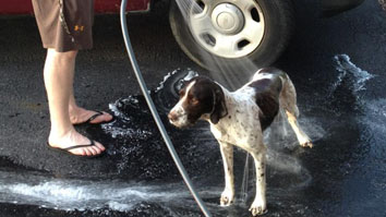201211309432-wash_your_dog.jpg