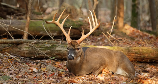 2010519102011-bcbucks_f.jpg