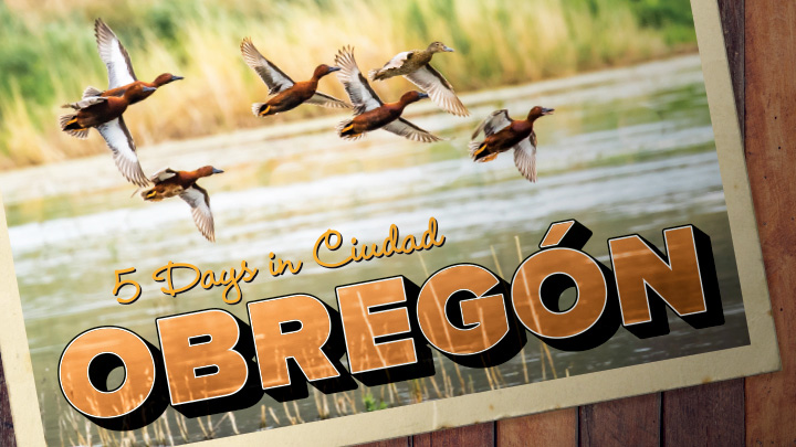 Ducks on Tap: Building the Ultimate Seat for Your Duck Blind - Wildfowl