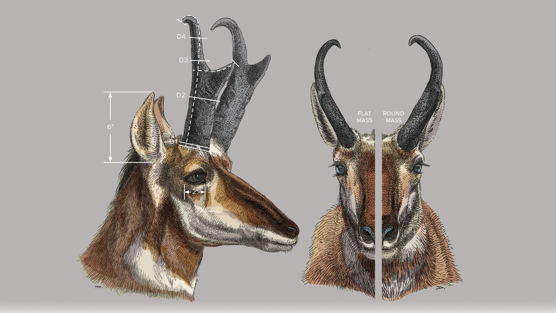 pronghorn antelope skull