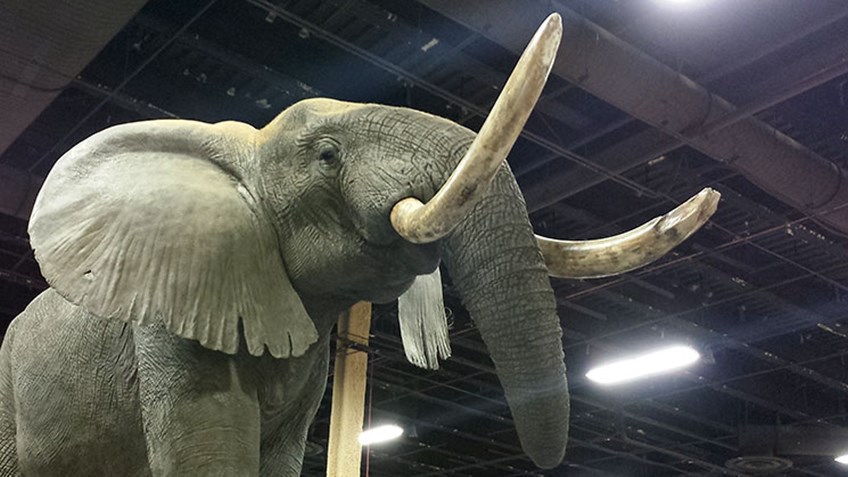 hlf_ivory_update_f.jpg