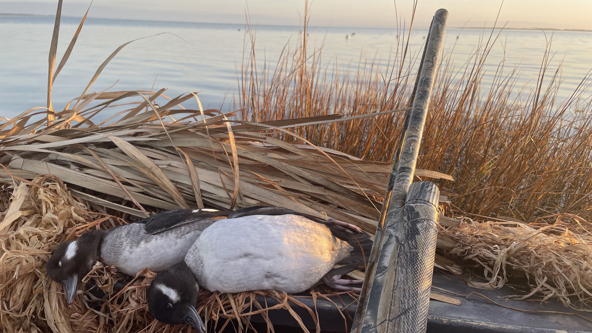 Morning Waterfowling Vigil