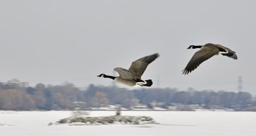 2012125162350-canada_geese_late_season_waterfowl_home.jpg