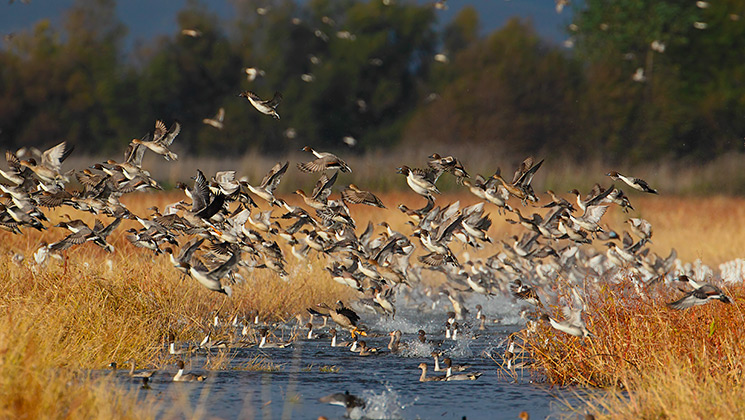 wildlife_restoration_f.jpg