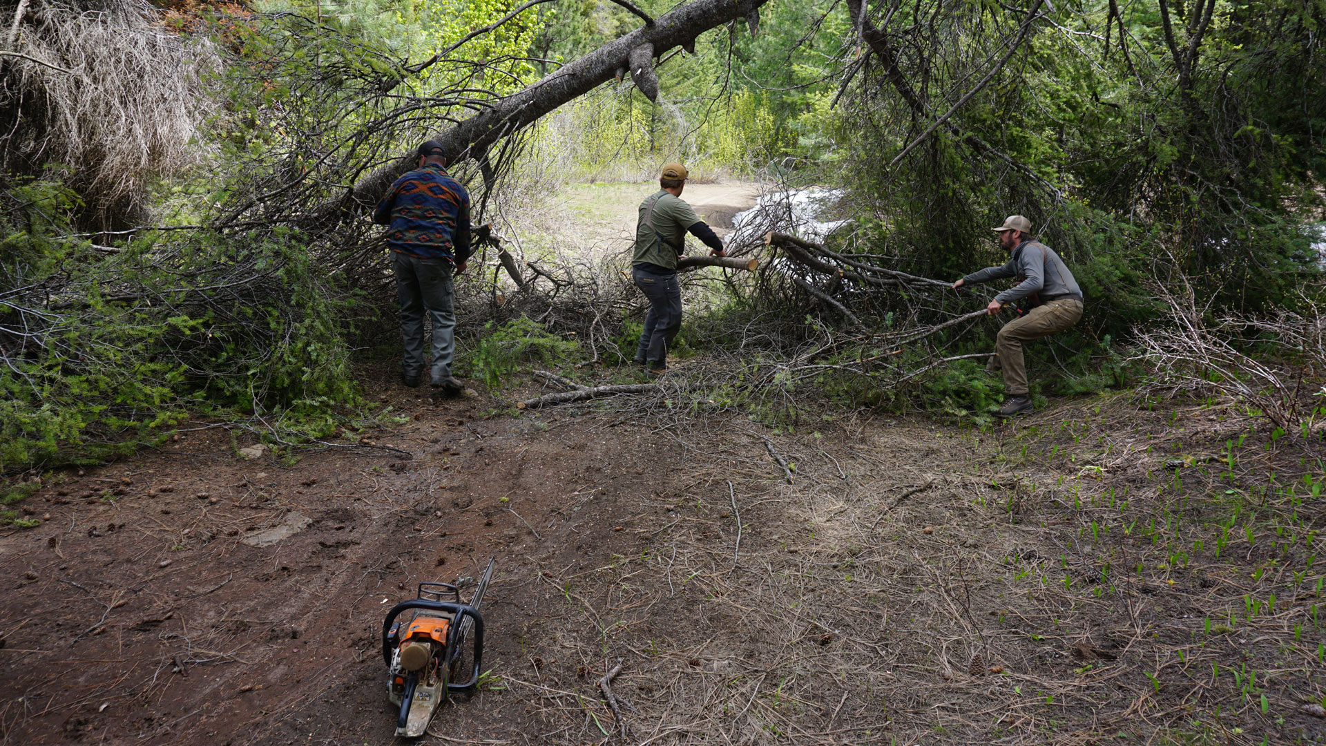 Clearing Timber