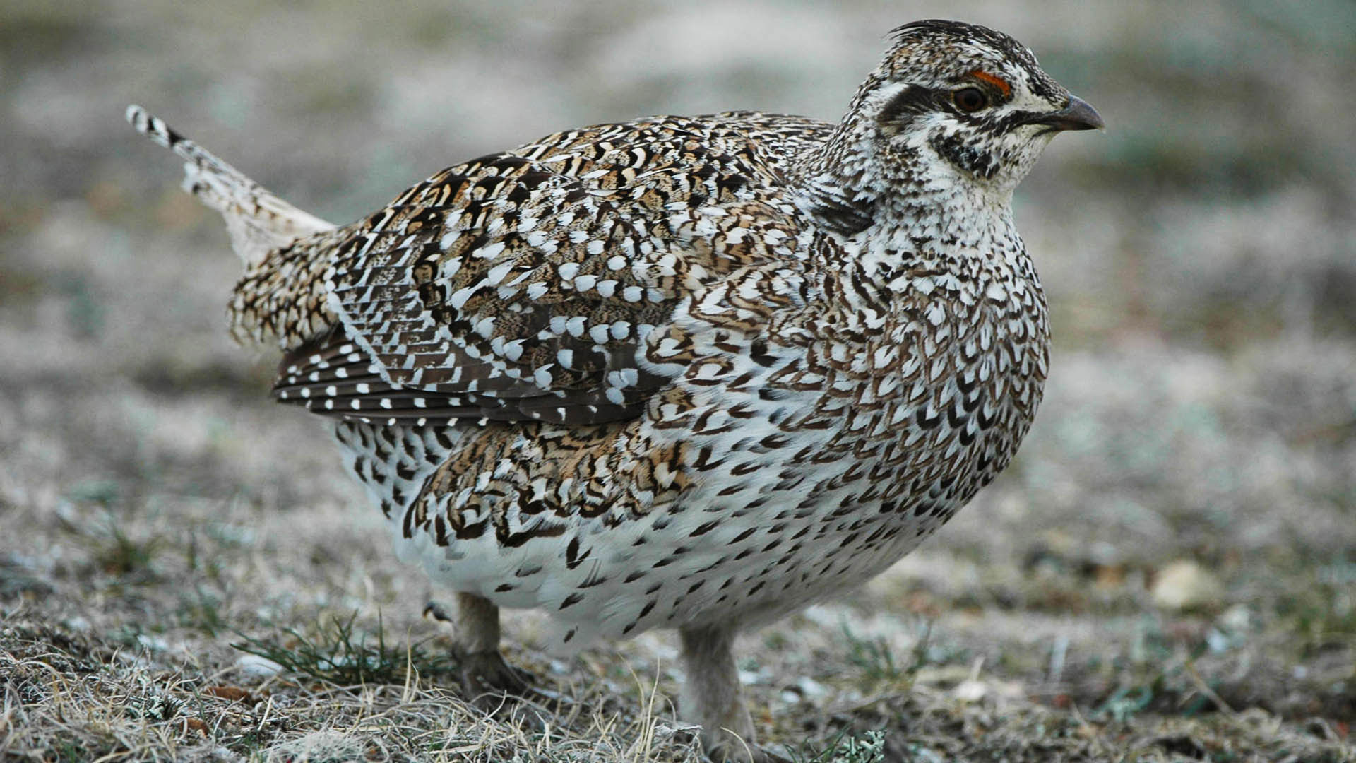 LEDE Deparrtments Asking Sportsmen For Feathers