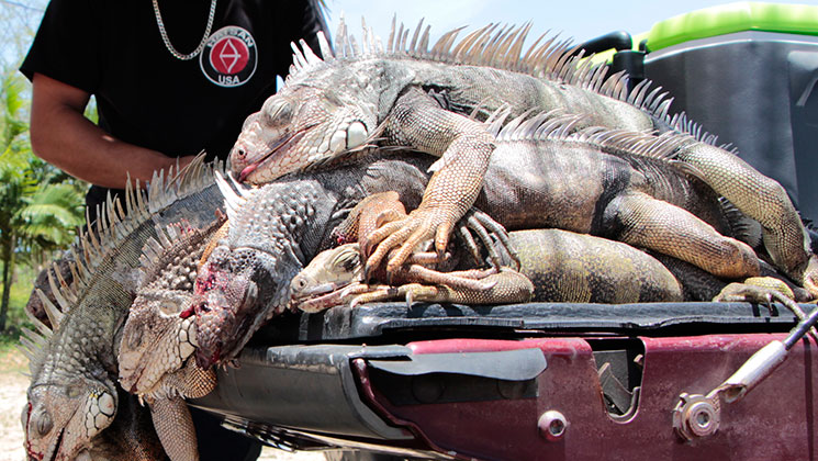 iguana_gal_f.jpg